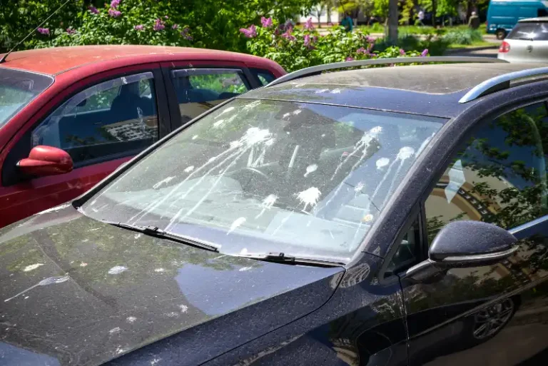 Stop Birds From Pooping On Your Car