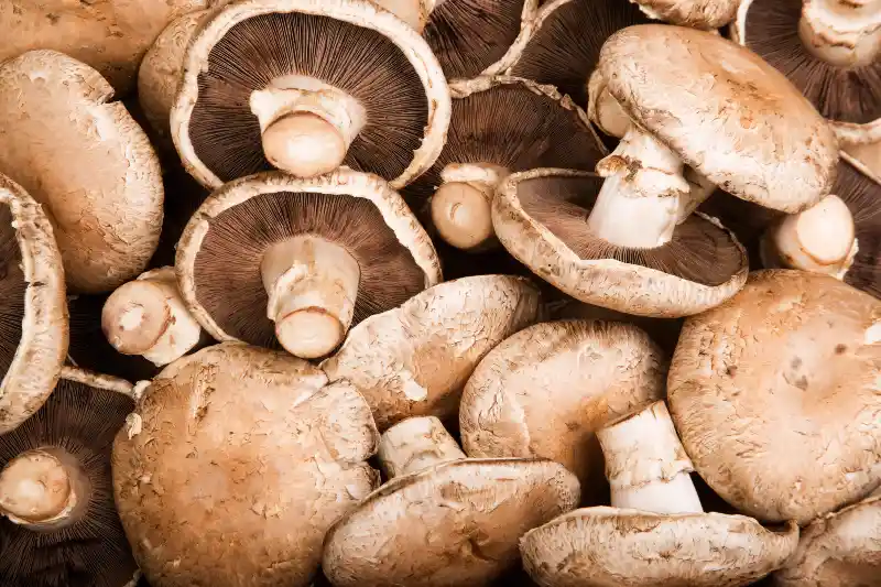 Portobello Mushrooms Side Effects