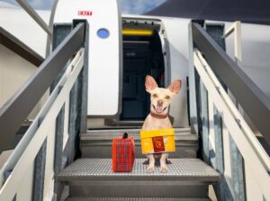 Can You Bring Dog Food Or Treats On A Plane?